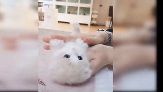 Funny cat