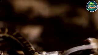 The Tragic End For Stupid Python Attack Wrong Prey And What Happened Part No 1