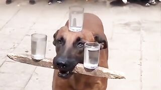 Magical dog