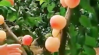 Beautiful Reciting of sura E Al-Rehman