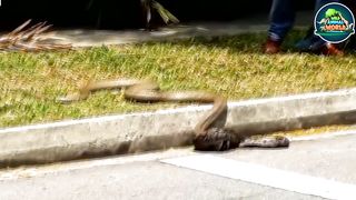 The Tragic End For Stupid Python Attack Wrong Prey And What Happened Part No 2