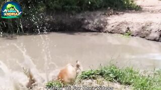 Death Of Wild Animals Part No 1 The Wild Animal World