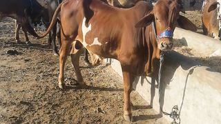 Cattle