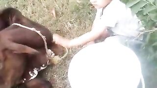 Kid playing with Calf