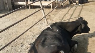 Cow farm