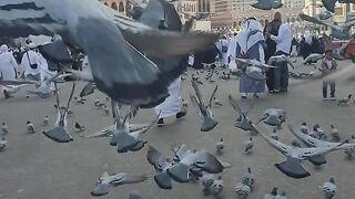 رقت عيناي شوقا