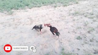 Aseel Murga Mianwali tiktok - Aseel Murga tiktok status - Chicken - Funny Cock