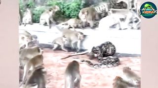 The Tragic End For Stupid Python Attack Wrong Prey And What Happened Part No 3