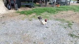 Rooster Attack in Super Slow Motion.