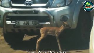 Death Of Wild Animals Part No 2 The Wild Animal World