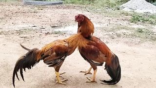 Rooster Attack in Super Slow Motion.