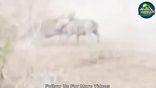 Death Of Wild Animals Part No 3 The Wild Animal World