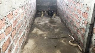 Amazing !!! Mother Chicken protects the Chicks from King Cobra