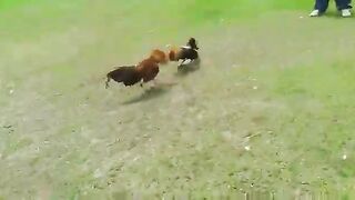 Gallino hijo de rafaga