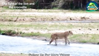 The Mother Lion Fights With The Crocodile to Save 2 Lion Cubs Crossing The River, The Wild Animal World