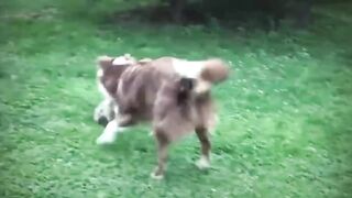 Вырубил с Удара! Эти Животные Явно Ошиблись с Жертвой!.