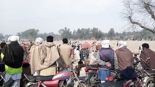 camel ki race .
