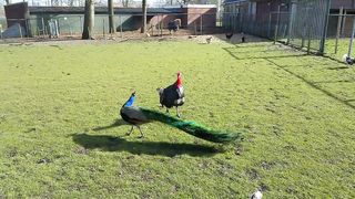 Turkey vs Peacock - who will win-