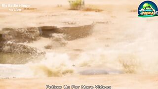 The Lion and Hippo, The Unequal Battle in Life, The Wild Animal World
