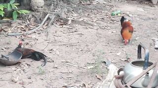 Turkey vs Peacock - who will win-
