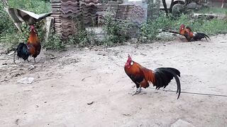 Turkey vs Peacock - who will win-
