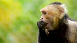Monkey video#animalvideo