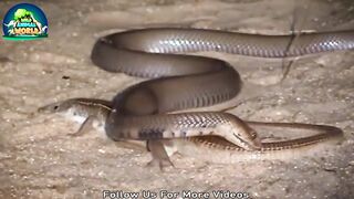 King Cobra Attack, Mongoose For To Life And What Happened Next  Wild Animals The Wild Animal World