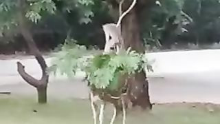 Nice anmil