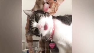 Funny Cute Cats and Kittens Meowing Compilation