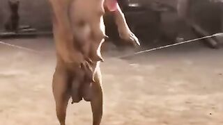 Nice dog