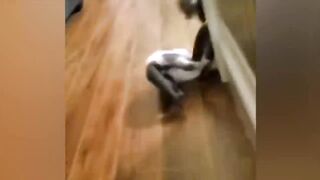 Funny Cute Cats and Kittens Compilation