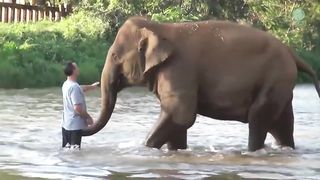 ¡ Animales Reunidos Con Su Dueño Después De Años !