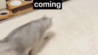 Kung Fu Cat?