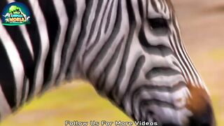 Terrible ! Lion Devours Its Prey With Its Devil Mouth and What Happened Next  Wild Animals, The Wild Animal World