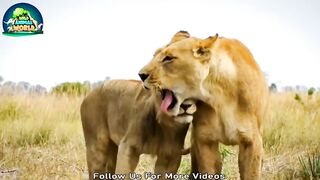 Lion Father Is Immersed In Dream To let the Wild Dogs Attack Lion Cubs And What Happened Next,