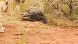 MANY LIONS CATCH CROCODILES