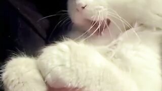 Badmash simba