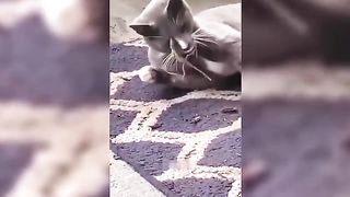 Cats video.Funniest Animals video