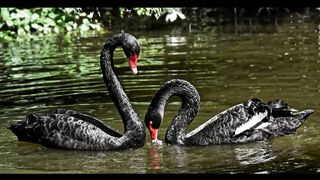 Black swan