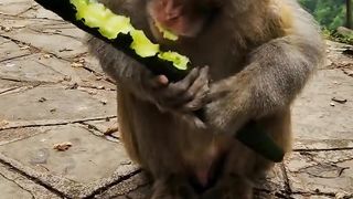 Monkey eating