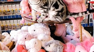 Beautiful cat