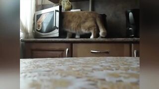 [1 HOUR] Best of the WEEK! Funny Pet Videos |