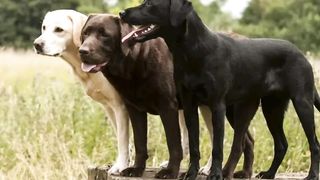 The dogs is beautiful