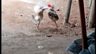 Baby roster fight cock fight