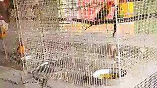 The birds is very beautiful