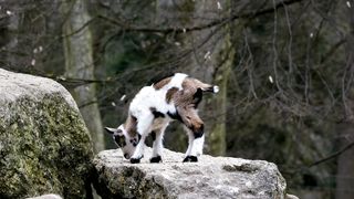 Animal video#animalvideo