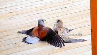 Birds fight