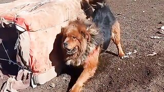 Big dog