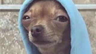 Funny Dog Video EVEEEER