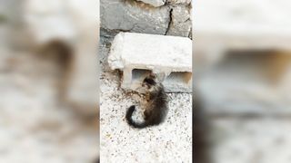 funny animal videos 2023 - funniest cats and dogs video #0009 | funny cat and dog videos funny animals club